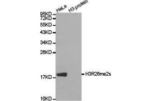 Western blot analysis of extracts of HeLa cell line and H3 protein expressed in E. (Histone 3 antibody  (H3R26me2s))
