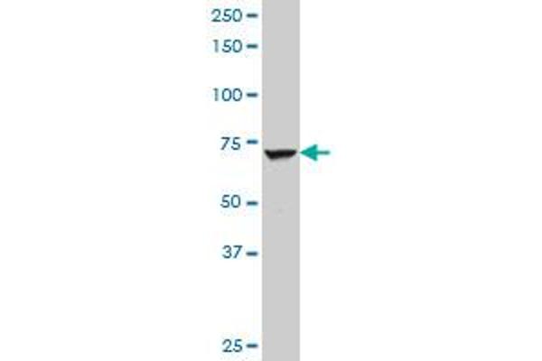 EXTL1 antibody  (AA 141-241)