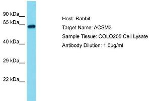 Host: Rabbit Target Name: ACSM4 Sample Tissue: Human COLO205 Whole Cell Antibody Dilution: 1ug/ml (ACSM3 antibody  (Middle Region))