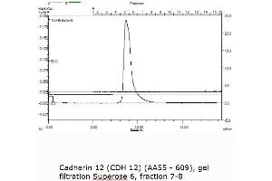 Image no. 1 for Cadherin 12 (AA 55-609) protein (MBP tag) (ABIN3090213) (Cadherin 12 Protein (AA 55-609) (MBP tag))