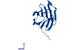 AlphaFold protein structure predicition of Mouse Recombinant Grifin Protein, UniprotID Q9D1U0