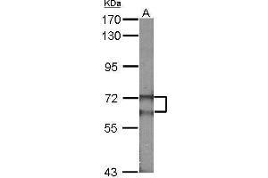 WB Image Sample (30 ug of whole cell lysate) A:NIH-3T3 7. (FANCG antibody  (Center))