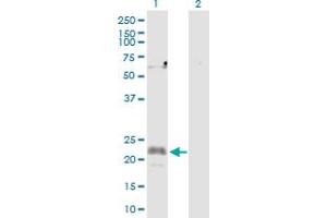 Western Blot analysis of CFC1 expression in transfected 293T cell line by CFC1 MaxPab polyclonal antibody.