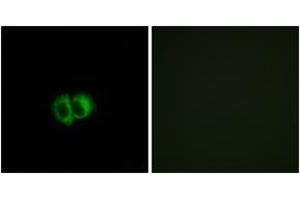 Immunofluorescence analysis of MCF7 cells, using OXER1 Antibody. (OXER1 antibody  (AA 212-261))