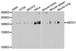 Western blot analysis of extracts of various cell lines, using ABCC1 antibody. (ABCC1 antibody)