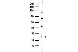 anti-Olfactory Receptor, Family 10, Subfamily J, Member 1 (OR10J1) (C-Term) antibody