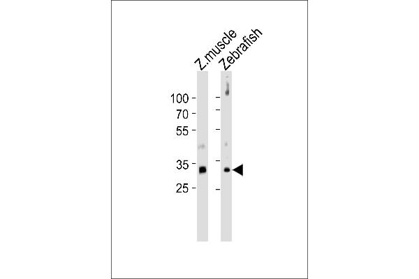 HOXB5 antibody  (C-Term)