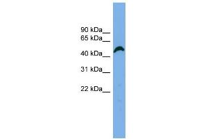 WB Suggested Anti-APBB3 Antibody Titration: 0. (APBB3 antibody  (N-Term))