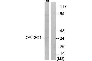 Western Blotting (WB) image for anti-Olfactory Receptor, Family 13, Subfamily G, Member 1 (OR13G1) (C-Term) antibody (ABIN1853190) (OR13G1 antibody  (C-Term))