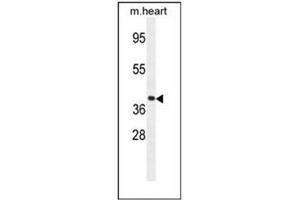 Western blot analysis of GNA15 Antibody (C-term) in mouse heart tissue lysates (35ug/lane). (GNA15 antibody  (C-Term))