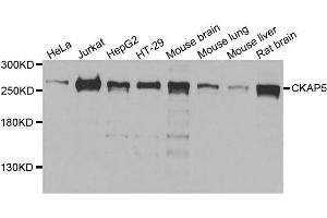 Western blot analysis of extracts of various cell lines, using CKAP5 antibody. (CKAP5 antibody  (AA 1763-2032))