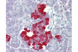 Anti-PDGFB antibody IHC of human pancreas. (PDGF-BB Homodimer (AA 222-233) antibody)