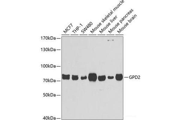 GPD2 antibody