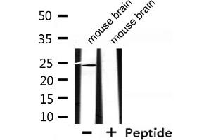 Western blot analysis of extracts from mouse brain, using EFNA2 Antibody. (Ephrin A2 antibody  (N-Term))