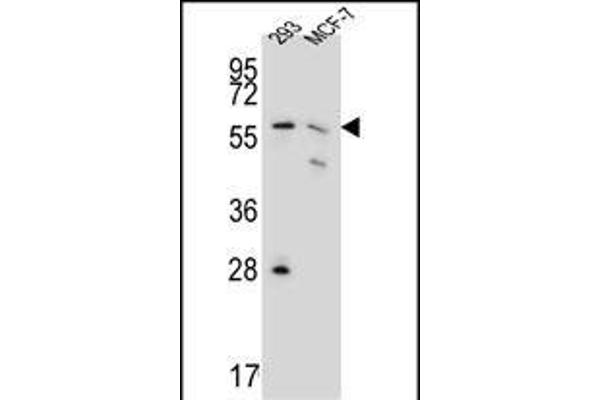 PGD anticorps  (AA 236-265)