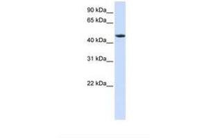 Image no. 1 for anti-Retinoid X Receptor, alpha (RXRA) (N-Term) antibody (ABIN6738084) (Retinoid X Receptor alpha antibody  (N-Term))