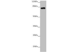 Western blot All lanes: LRCH1 antibody at 15 μg/mL + Hela whole cell lysate Secondary Goat polyclonal to rabbit IgG at 1/10000 dilution Predicted band size: 81, 78, 85 kDa Observed band size: 81 kDa (LRCH1 antibody  (AA 1-105))