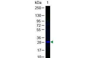 Western Blot of GFP Antibody Fluorescein Conjugated. (GFP antibody  (AA 246) (FITC))