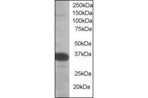 Image no. 2 for anti-Single-Strand-Selective Monofunctional Uracil-DNA Glycosylase 1 (SMUG1) (N-Term) antibody (ABIN372862)