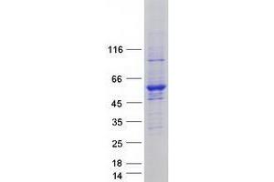 Western Blotting (WB) image for Ubiquitin-Like Modifier Activating Enzyme 3 (UBA3) (Transcript Variant 1) protein (Myc-DYKDDDDK Tag) (ABIN2734748)