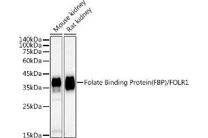 Western blot analysis of extracts of various cell lines, using Folate Binding Protein(FBP) / FOLR1 antibody (ABIN7267223) at 1:1000 dilution. (FOLR1 antibody)