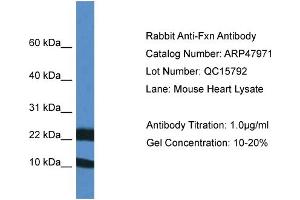 Western Blotting (WB) image for anti-Frataxin (FXN) (Middle Region) antibody (ABIN2783174) (Frataxin antibody  (Middle Region))