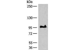 Western blot analysis of TM4 cell lysate using GANC Polyclonal Antibody at dilution of 1:550 (GANC antibody)