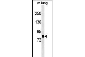 COG7 Antibody (C-term) (ABIN1537568 and ABIN2849955) western blot analysis in mouse lung tissue lysates (35 μg/lane). (COG7 antibody  (C-Term))