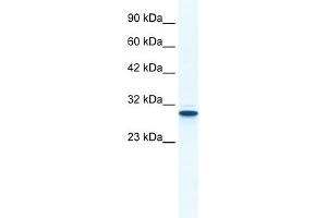 WB Suggested Anti-ANXA5 Antibody Titration:  1.