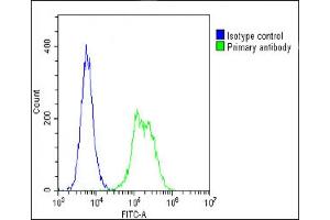 Overlay histogram showing C2C12 cells stained with (ABIN6242660 and ABIN6578661)(green line). (TUBB antibody  (AA 46-78))