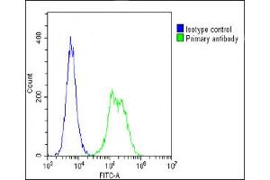 Overlay histogram showing C2C12 cells stained with (ABIN6242660 and ABIN6578661)(green line). (TUBB antibody  (AA 46-78))