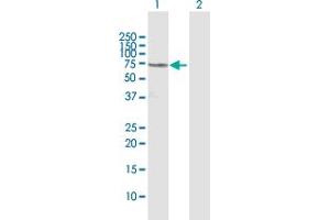 Western Blot analysis of COIL expression in transfected 293T cell line by COIL MaxPab polyclonal antibody. (Coilin antibody  (AA 1-576))