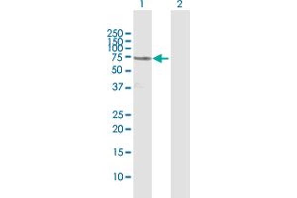 Coilin antibody  (AA 1-576)