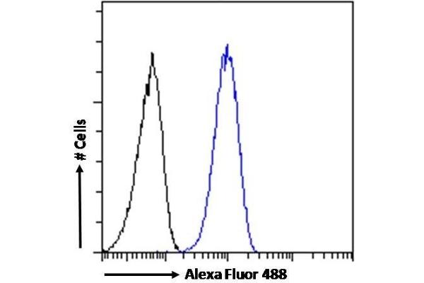 SMC5 antibody  (Internal Region)