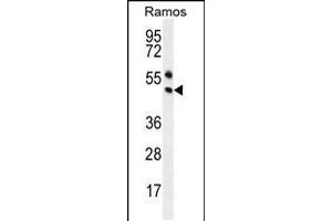 Western blot analysis in Ramos cell line lysates (35ug/lane). (PAX5 antibody  (AA 178-207))