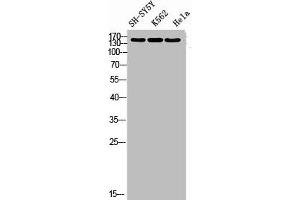 DROSHA antibody  (Internal Region)