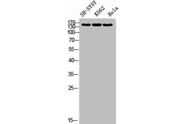 DROSHA antibody  (Internal Region)