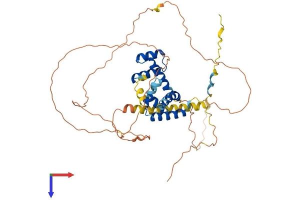 POU3F1 Protein (AA 1-449) (His tag)