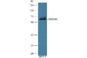 Lane 1: MCF-7 lysates probed with Rabbit Anti-OSGIN1 Polyclonal Antibody, Unconjugated (ABIN713786) at 1:300 overnight at 4 °C.