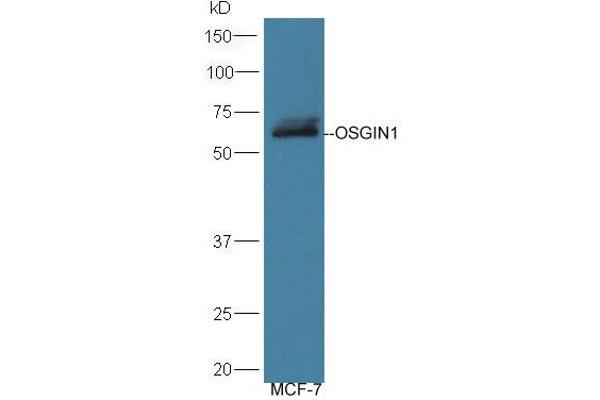 OSGIN1 antibody  (AA 351-450)