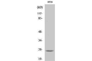 Western Blotting (WB) image for anti-Cell Death-Inducing DFFA-Like Effector B (CIDEB) (Internal Region) antibody (ABIN3174407) (CIDEB antibody  (Internal Region))
