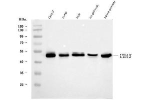 Western blot analysis of UBA5 using anti-UBA5 antibody (ABIN7601503).