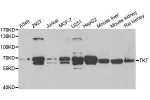 Western blot analysis of extracts of various cell lines, using TKT antibody. (TKT antibody  (AA 1-280))
