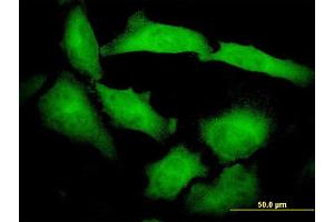 Immunofluorescence of monoclonal antibody to PCDHB10 on HeLa cell. (PCDHB10 antibody  (AA 27-125))