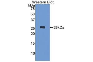 Detection of Recombinant FBLN3, Human using Polyclonal Antibody to Fibulin 3 (FBLN3) (FBLN3 antibody  (AA 258-493))