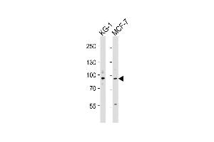 All lanes : Anti-UHRF1 Antibody (N-term) at 1:4000 dilution Lane 1: KG-1 whole cell lysates Lane 2: MCF-7 whole cell lysates Lysates/proteins at 20 μg per lane. (UHRF1 antibody  (N-Term))