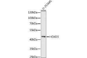 Western blot analysis of extracts of U-251MG cells, using HOXD3 antibody (ABIN7267774) at 1:1000 dilution. (HOXD3 antibody  (AA 263-432))