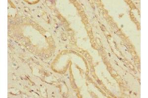 Immunohistochemistry of paraffin-embedded human kidney tissue using ABIN7166584 at dilution of 1:100 (SLC36A3 antibody  (AA 1-46))