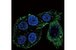 Confocal immunofluorescent analysis of CYP2S1 Antibody (C-term) (ABIN656566 and ABIN2845826) with HepG2 cell followed by Alexa Fluor? (CYP2S1 antibody  (C-Term))