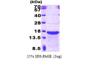 SDS-PAGE (SDS) image for Stathmin-Like 2 (STMN2) (AA 39-179) protein (ABIN668047)